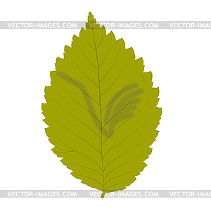 Autumn leaf shape - vector clipart