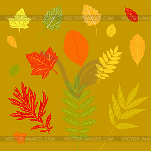 Набор осенних листьев - изображение в векторе / векторный клипарт