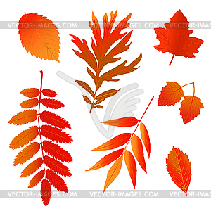 Set of autumn leaves - vector clipart