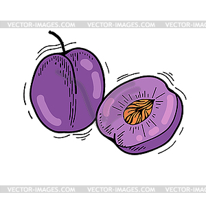 Plum - vector clip art