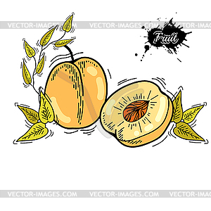 Peach - vector clipart