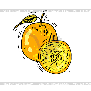 Orange - royalty-free vector clipart