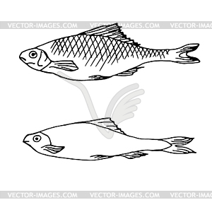 Fish - royalty-free vector clipart