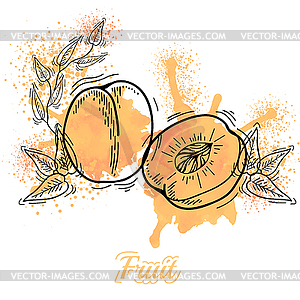 Watercolor Peach - vector image