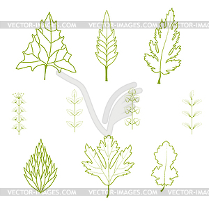 Collection of leaves - vector image