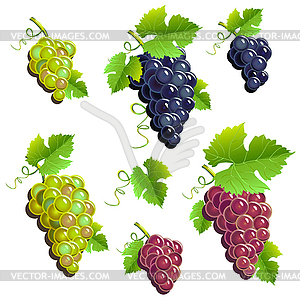 Grapes set - vector clipart