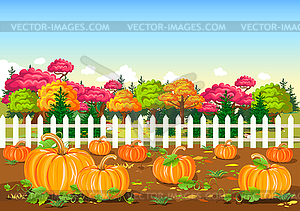 Pumpkin harvest  - vector EPS clipart