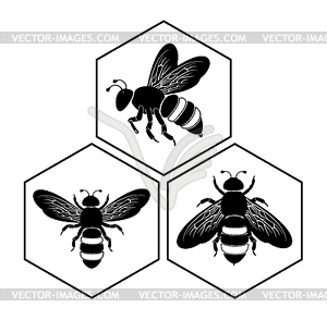 Пчела на мед клетки - векторный клипарт EPS