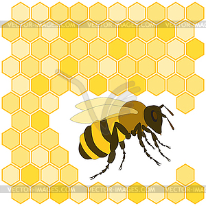 Bee and honeycomb - vector clip art