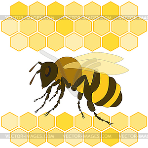 Bee and honeycomb - vector clipart