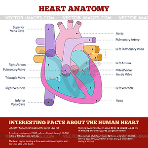 Diagram of human heart anatomy - stock vector clipart