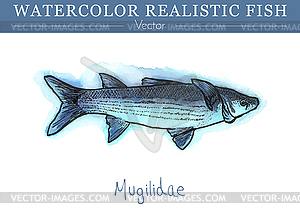 Hand painted watercolor edible fish. design - vector clipart