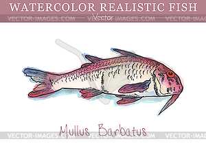 Hand painted watercolor edible fish. design - stock vector clipart