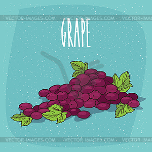 Bunch of grapes or part of vine - vector clipart