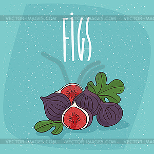 Ripe figs or fig fruits - vector image