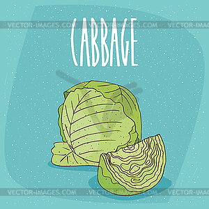 Ripe green cabbage vegetable - vector clip art