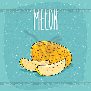 Ripe melon fruit and cut pieces - vector image