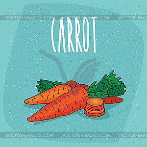 Ripe root vegetables carrot whole and cut - vector clipart