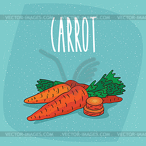 Зрелые коренные овощи морковь цельные и срезанные - векторное графическое изображение