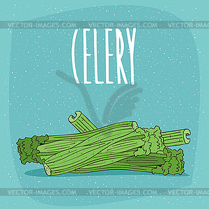 Ripe vegetables or spices celery stalks - vector image