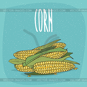 Ripe whole corn ears or cobs with leaves - vector clipart