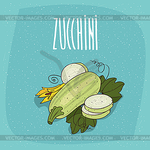 Vegetable fruits courgette or zucchini - vector clipart