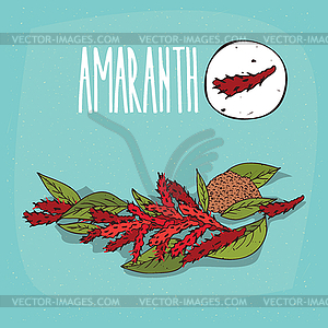 Set of plant Amaranth flowers herb - vector image