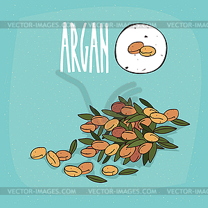 Набор растительных трав Арган - изображение в векторе