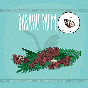 Set of plant Babassu seeds herb - vector clip art