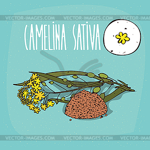 Set of plant Camelina sativa flowers herb - vector image