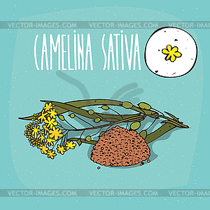 Set of plant Camelina sativa flowers herb - vector image
