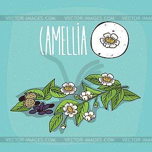 Set of plant Camellia flowers herb - vector clipart