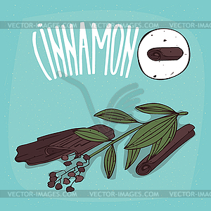 Set of plant Cinnamon sticks herb - vector image