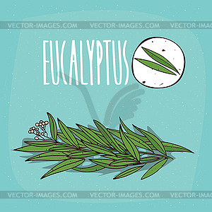 Set of plant Eucalyptus leaves herb - stock vector clipart