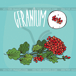 Set of plant Geranium flowers herb - vector image
