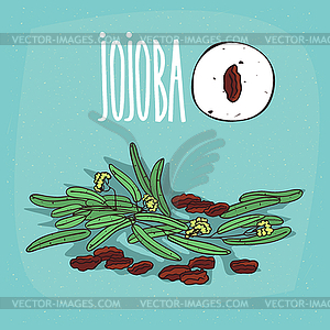 Set of plant Jojoba seeds herb - royalty-free vector image