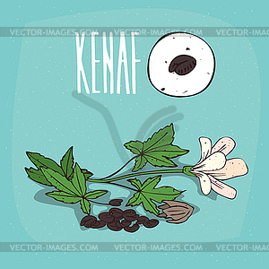 Set of plant Kenaf seeds herb - vector clip art