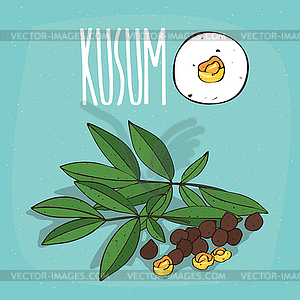 Set of plant Kusum seeds herb - vector clipart