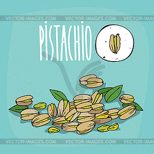 Set of plant Pistachio seeds herb - vector image