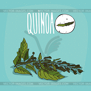 Set of plant Quinoa leaves herb - vector clipart