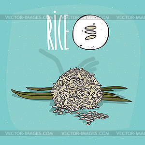 Set of plant Rice grains herb - royalty-free vector image