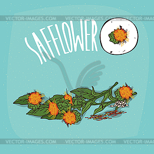 Set of plant Safflower flowers herb - vector image