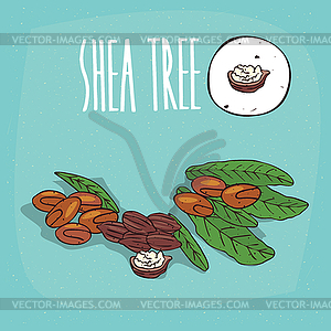 Set of plant Shea tree nuts herb - vector clipart