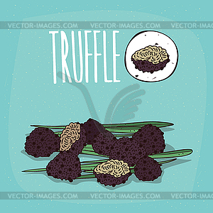 Set of plant Truffle mushrooms herb - vector clip art