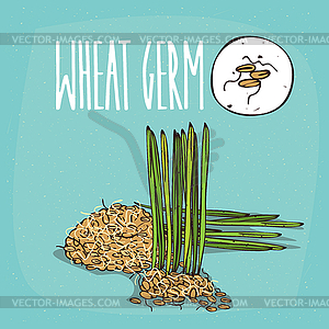 Set of plant Wheat germ grains herb - vector image