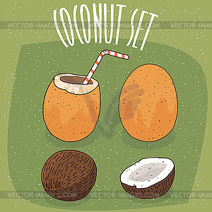 Set of different coconuts with straw - vector clipart