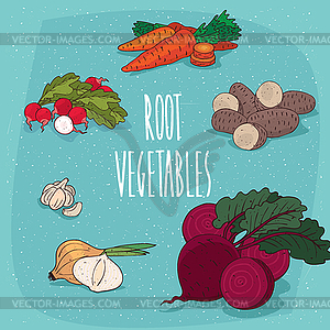 Set of clipart edible root vegetables - vector clipart