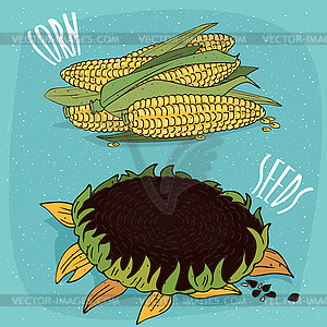 Set of corn ears and sunflower - vector clipart