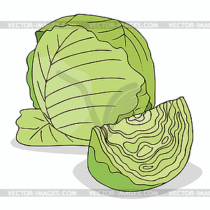 Isolate green cabbage vegetable - vector clip art