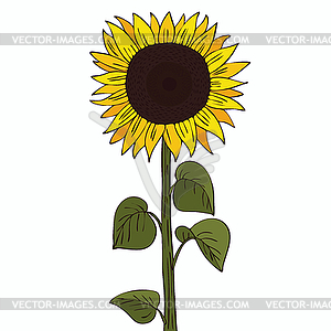 Isolate helianthus or sunflower - vector image